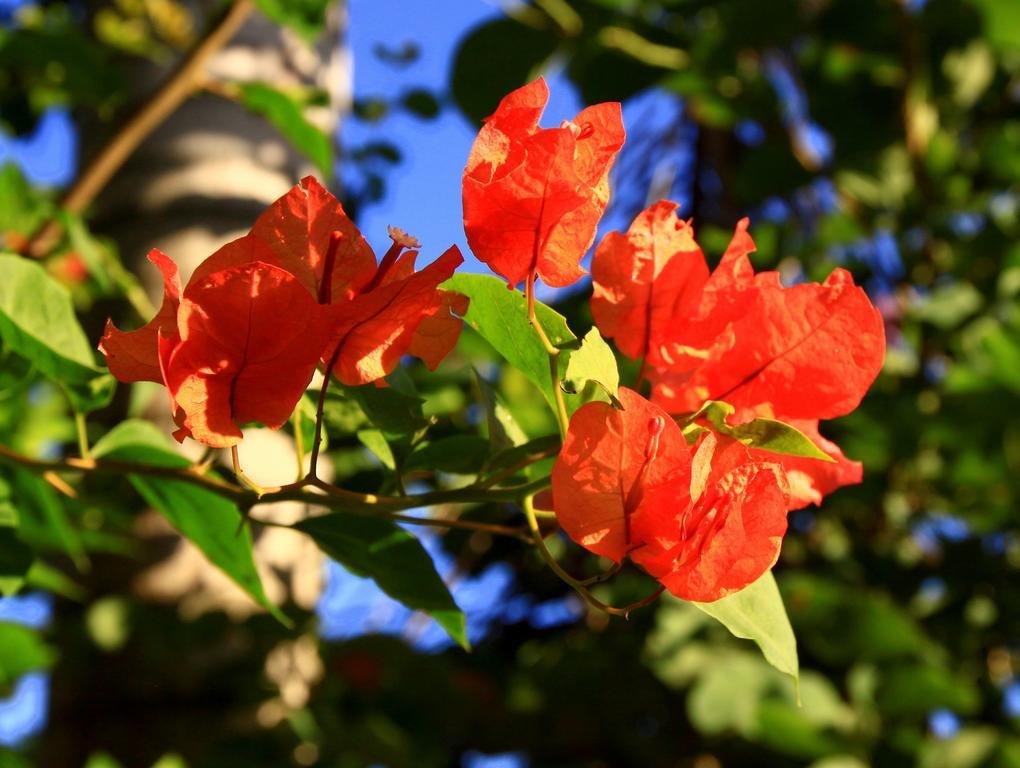 Labellaventura Villa Las Galeras Eksteriør bilde